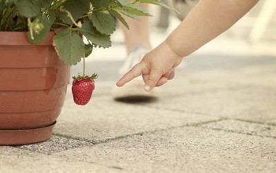 Alimentação infantil é tema de curso em Blumenau