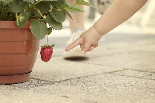 Alimentação infantil é tema de curso em Blumenau