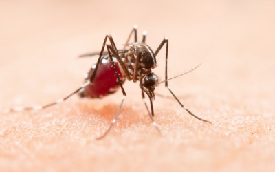 Aedes aegypti: ações preventivas para combater o mosquito