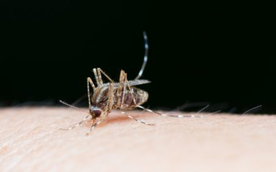 Hospital blumenauense anuncia novo teste rápido para o diagnóstico da dengue