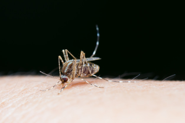 Hospital blumenauense anuncia novo teste rápido para o diagnóstico da dengue
