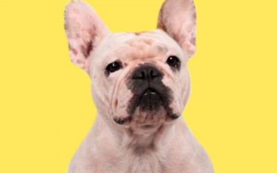 Shopping de Blumenau recebe feira de adoção de cães neste sábado