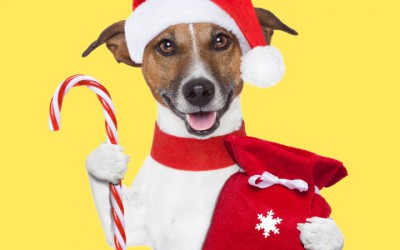Shopping Park Europeu promove feira de adoção de cães neste sábado