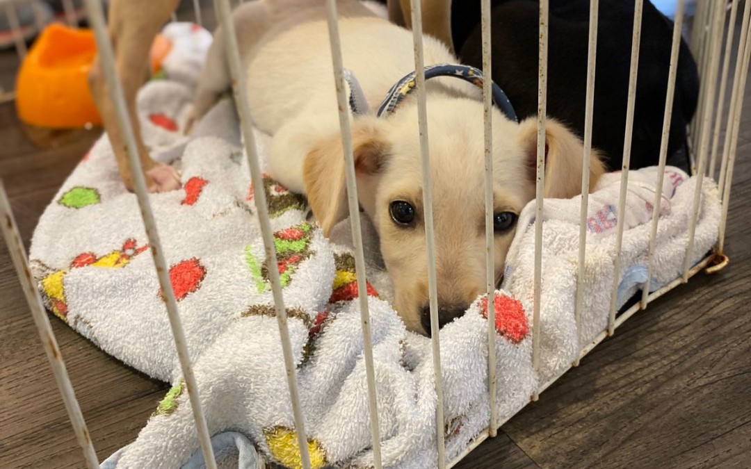 Shopping de Blumenau promove feira de adoção de cães e arrecadação de ração neste fim de semana