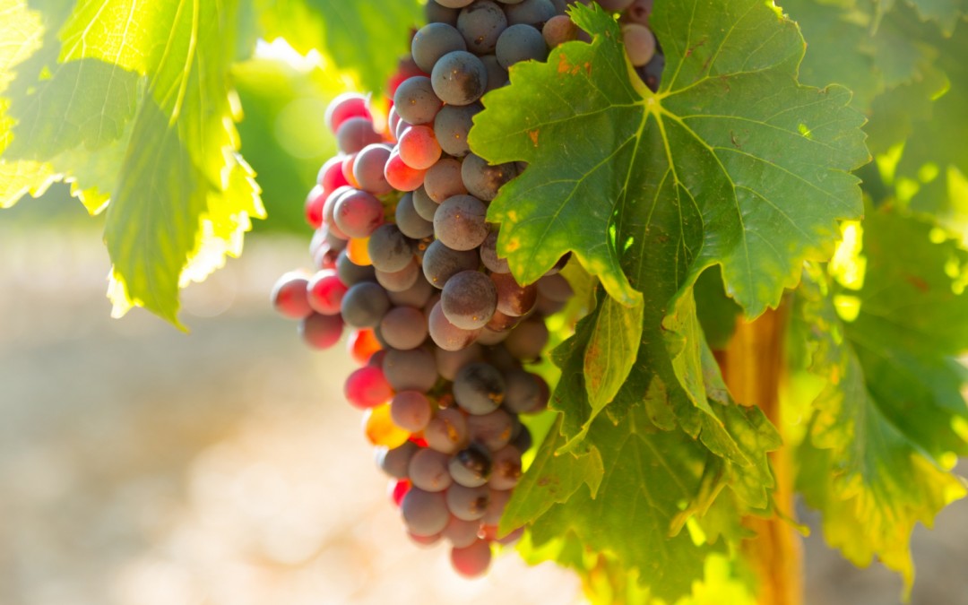 Vinho vegano? Saiba qual a diferença da bebida comum para a certificada